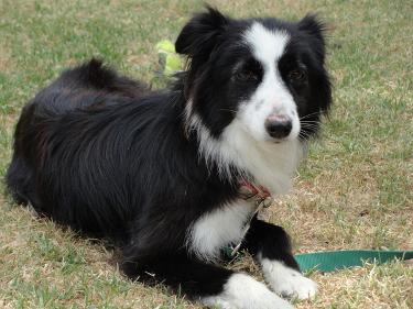 Adoption of Border Collies | Border Collie Rescue | Cape Town