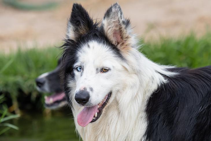 Collie rescue hot sale