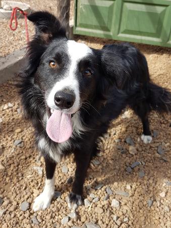 Adoption of Border Collies | Border Collie Rescue | Cape Town