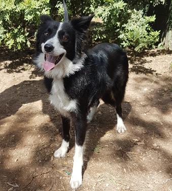 Adoption of Border Collies | Border Collie Rescue | Cape Town